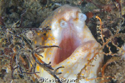 Wuz nearly gummed to death by this one. . . by Kevin Bryant 